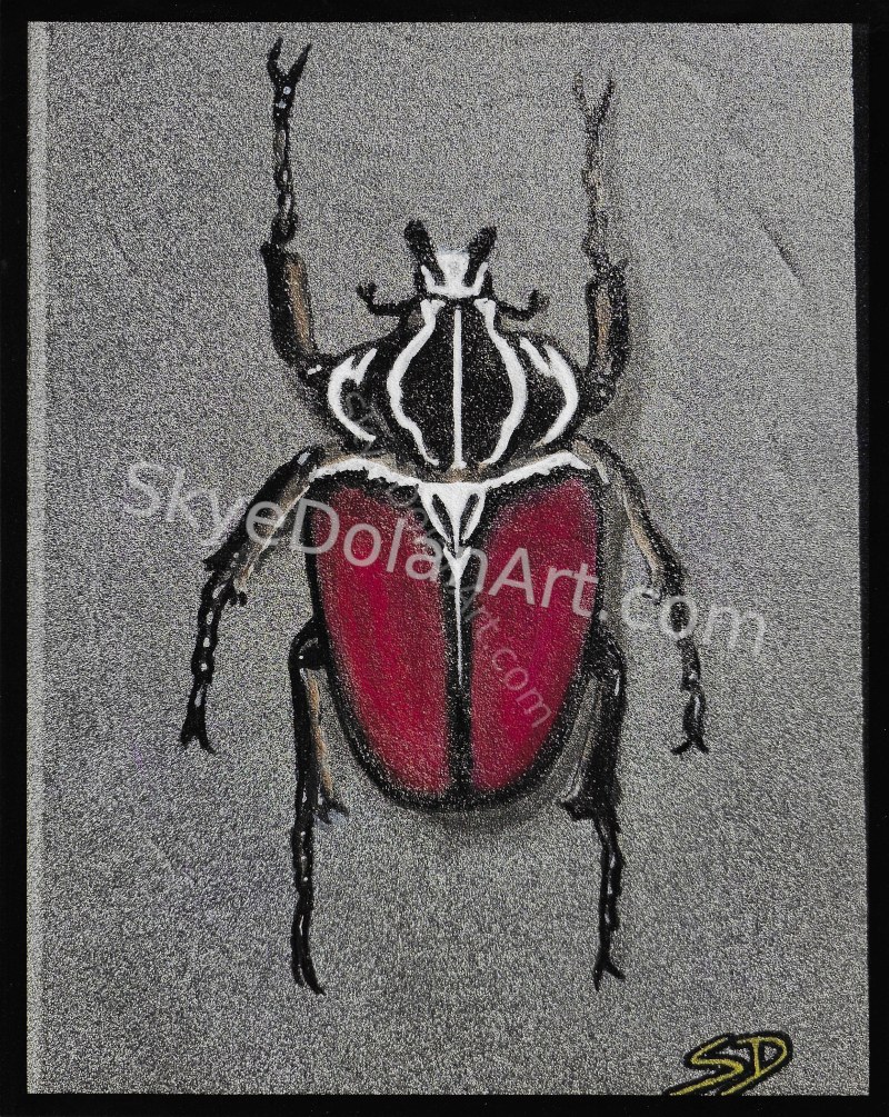 Goliath Beetle by Skye Dolan